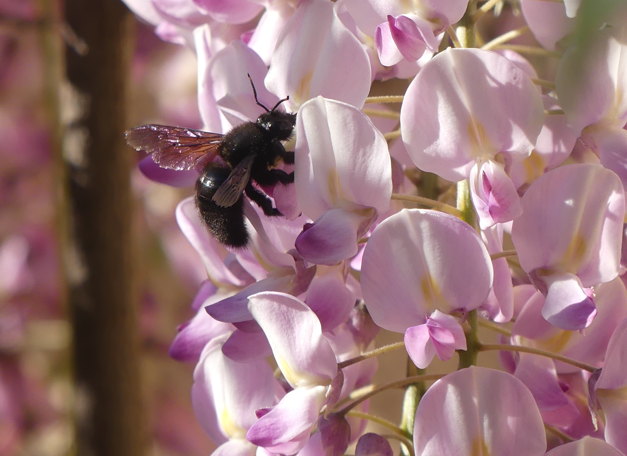 Abeille charpentière sur une fleur